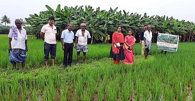 அம்பையில் விவசாயிகள், விஞ்ஞானிகள் கூட்டாய்வு