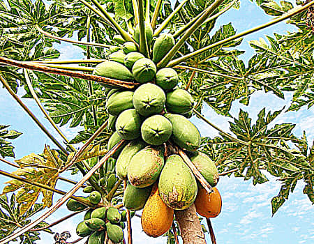 பப்பாளி இலையின் மகத்துவம்!