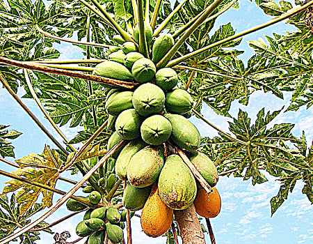 பப்பாளி இலையின் மகத்துவம்!