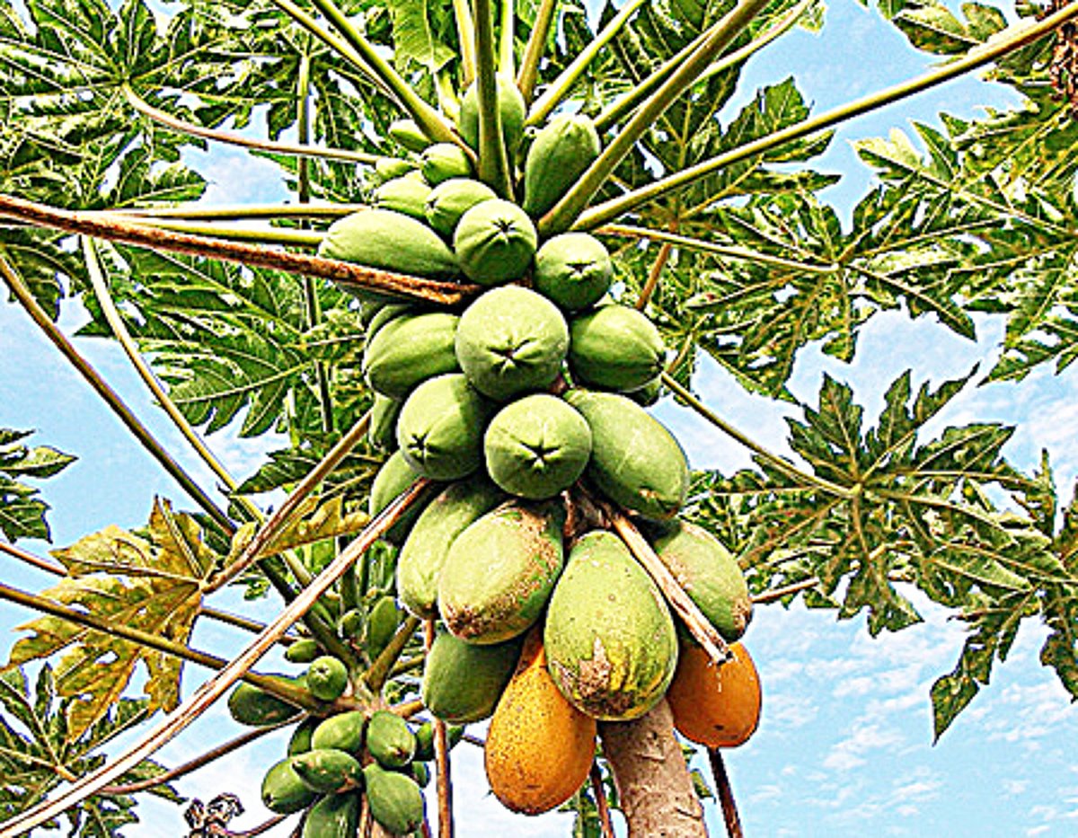 பப்பாளி இலையின் மகத்துவம்!