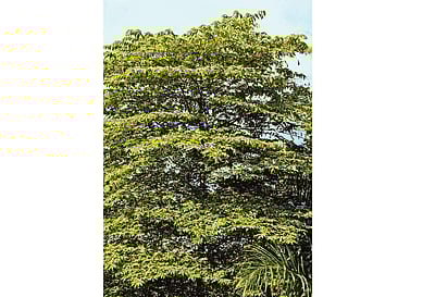 மரங்களின் வரங்கள்!: சர்க்கரை நோய் விரட்டி - தேன் பழம் மரம்