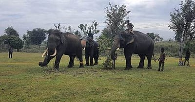 முதுமலை புலிகள் காப்பகத்தில் காயத்துடன் சுற்றித் திரிந்த யானைக்கு சிகிச்சை