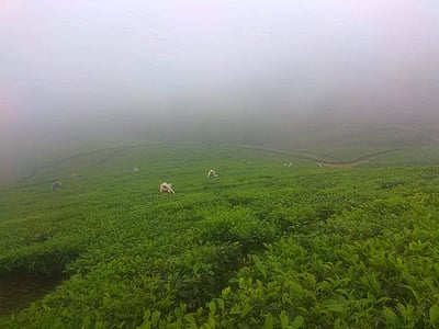 ஹைவேவிஸ்-மேகமலையில் கடும் பனிப் பொழிவு: இயல்பு வாழ்க்கை பாதிப்பு