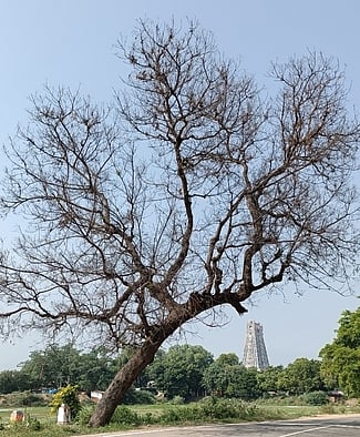 ஸ்ரீவில்லிபுத்தூரில் பட்டுப்போன மரங்களை அகற்றக் கோரிக்கை