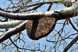 வேலூா் வாக்கு எண்ணிக்கை மையத்தில் தேன் கூடு அகற்றம்!