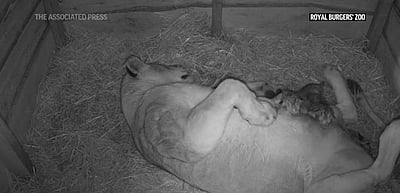 பிறந்த குட்டிகளுடன் தாய் சிங்கம் உற்சாகம்