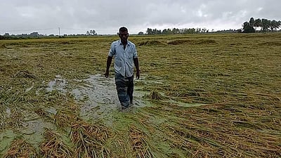 தஞ்சாவூர் மாவட்டத்தில் காற்றுடன் தொடர் மழை: நெற் பயிர்கள் சாய்ந்தன