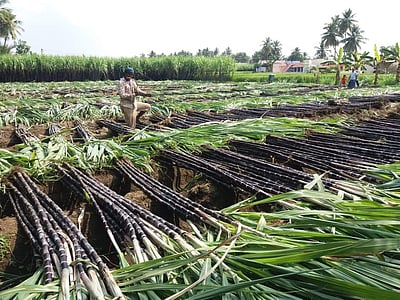 பொங்கல் பரிசு: நியாயவிலைக் கடைகளுக்கு கரும்பு அனுப்பும் பணி தீவிரம்