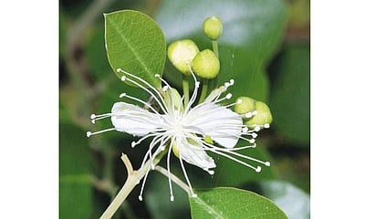 மரங்களின் வரங்கள்!: வறட்சியைத் தாங்கி வளரும் மரம்  - தொரைட்டி மரம்