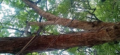 ஆபத்து ஏற்படுத்தும் மின் வயர்கள் நடவடிக்கை எடுக்க பொதுமக்கள் கோரிக்கை