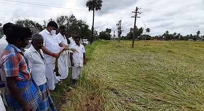 புயல் மழை பாதித்த நெல் வயல்களில் எம்எல்ஏ ஆய்வு