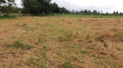 தஞ்சாவூா் மாவட்டத்தில்  மழை குறைந்தாலும் சம்பா பயிா்கள் பாதிப்பு: விவசாயிகள் வேதனை