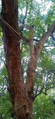 சுருளி அருவி சாலையில் மரங்களுக்கிடையே செல்லும் மின்வயா்களை அகற்றக் கோரிக்கை