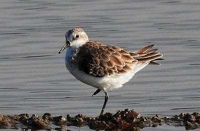 ஐரோப்பிய நாடுகளிலிருந்து குமரிக்கு வந்த ஆா்க்டிக் பனிப் பறவைகள்