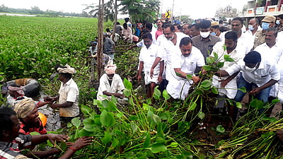 மானங்கொண்டான் ஆற்றில் வெங்காயத் தாமரை அகற்றும் பணி