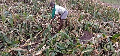 அறுவடைக்கு தயாரான சோளக் கதிா்கள் மழையால் சேதம்: விவசாயிகள் கவலை