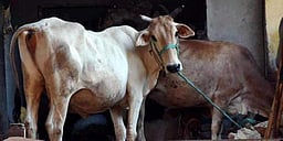 பசுவதை விவகாரம்: ராஜஸ்தான் சட்டப்பேரவையில் அமளி