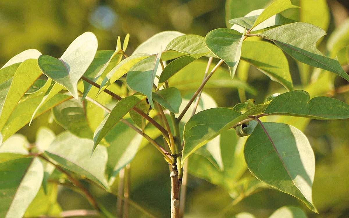 மரங்களின் வரங்கள்!: கல்லையும் கரைக்கும் - மாவிலிங்க மரம்