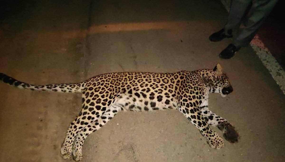 8 சிறுத்தைகள் பலி: கிராம மக்கள் அதிர்ச்சி