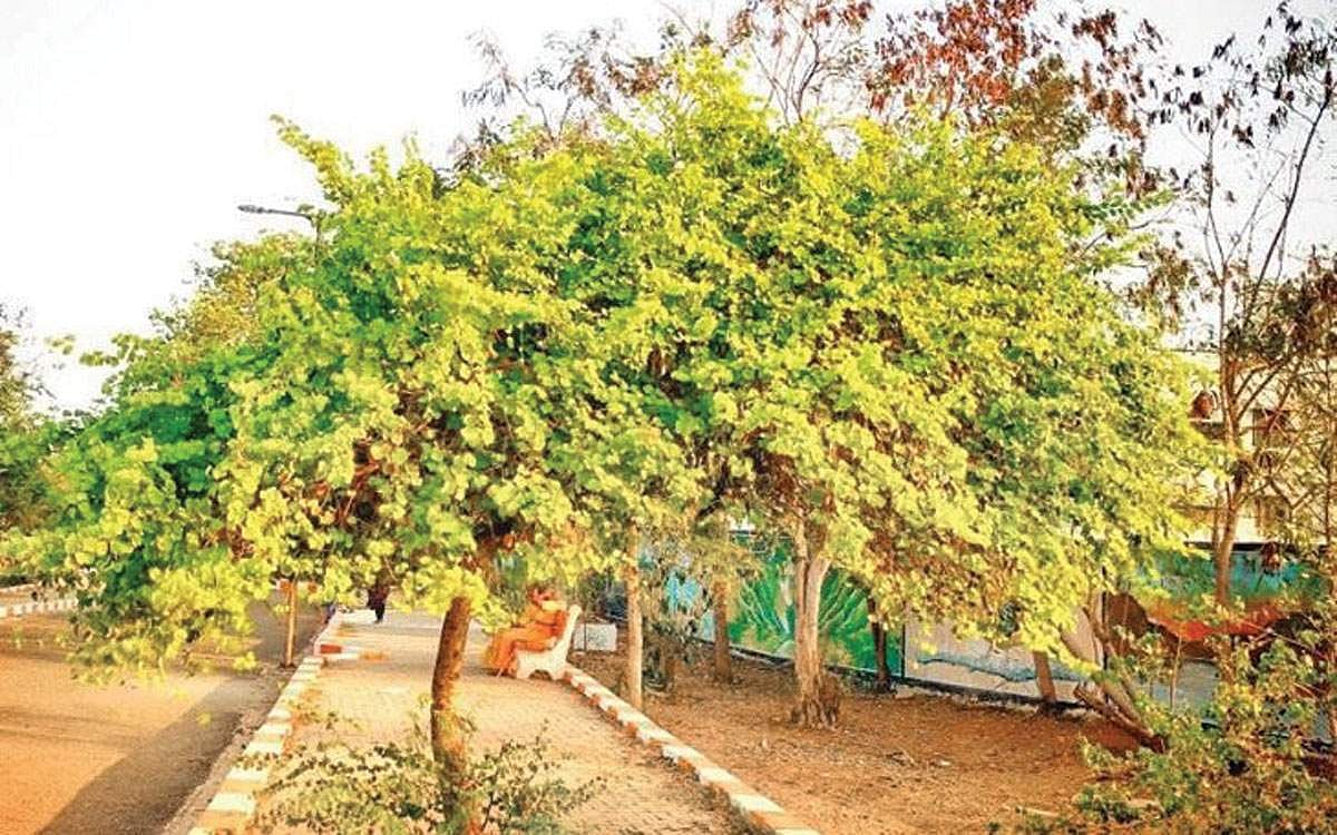 ஆரோக்கியத்தை மேம்படுத்தும் "மூலிகை பூங்கா'