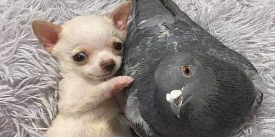 பறக்க முடியாத புறா - நடக்க முடியாத நாய்க்குட்டி.. நட்பால் இணைந்த கதை