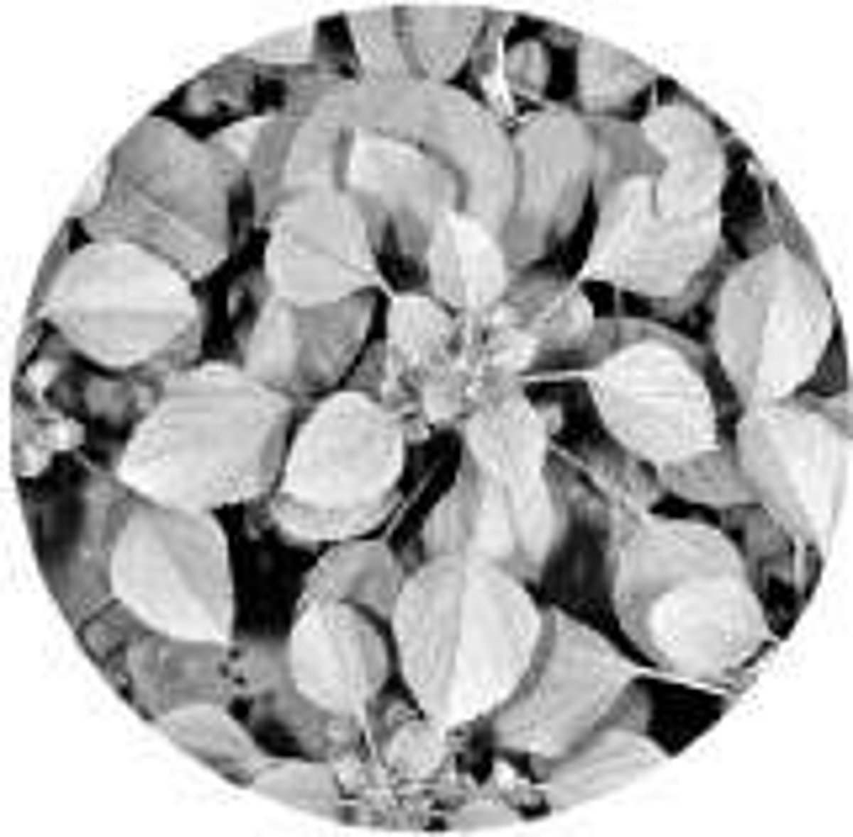 அறிந்த தமிழும் அறியாப் பொருளும்!