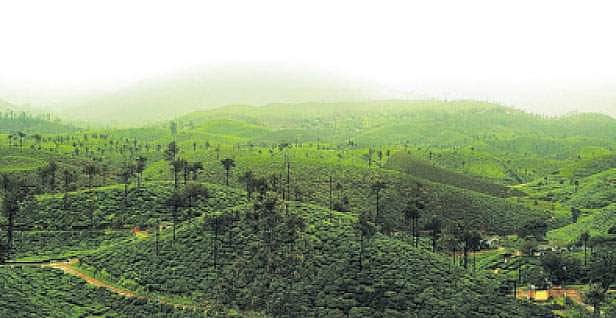 ஆனைமலைக் காடுகளில் தொடரும் அத்துமீறல்கள்!
