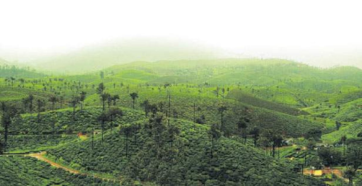 ஆனைமலைக் காடுகளில் தொடரும் அத்துமீறல்கள்!