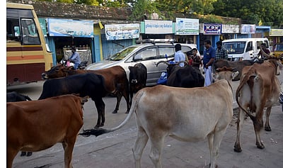 சாலைகளில் மாடுகள் உலாவினால் உரிமையாளர்களுக்கு ரூ.10,000 விதிக்க தீர்மானம்!