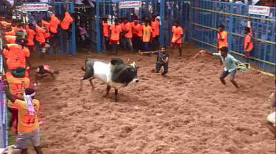 கலிங்கப்பட்டி ஜல்லிக்கட்டுப் போட்டி: களம் காணும் 300 காளையர்களும் 600 காளைகளும்