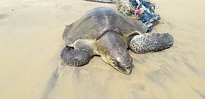 கடல் ஆமை பாதுகாப்பு விழிப்புணா்வு: நிதி ஒதுக்கி தமிழக அரசு உத்தரவு