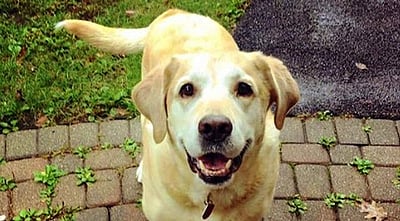 சிறுமியைக் கடித்த நாய்: உரிமையாளர் மீது வழக்கு