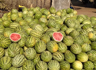 1,500 கிலோ அழுகிய, எலி கடித்த தா்பூசணி பழங்கள் அழிப்பு:
சாலையோர வியாபாரிகளுக்கு அபராதம்