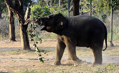 வண்டலூர் உயிரியல் பூங்காவில் யானைகள் புத்துணர்வு முகாம் 
