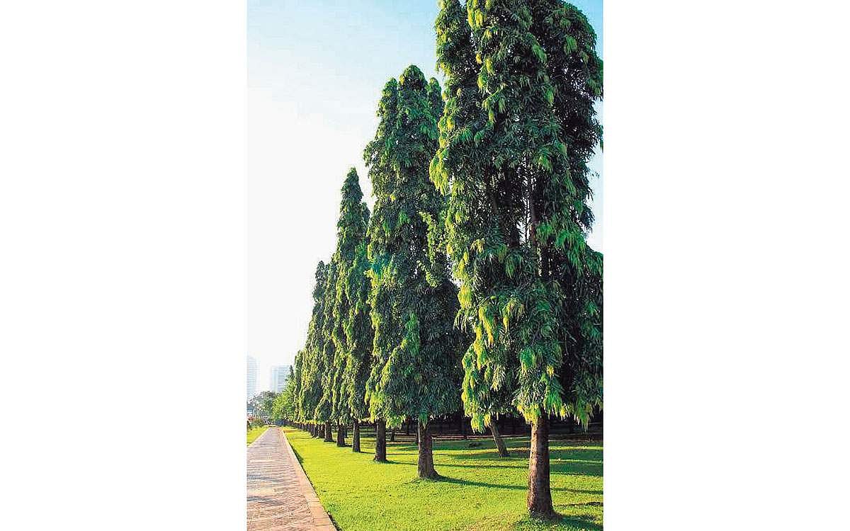 மரங்களின் வரங்கள்!: ஒளி, ஒலி தடுப்பான் - நெட்டிலிங்க மரம்