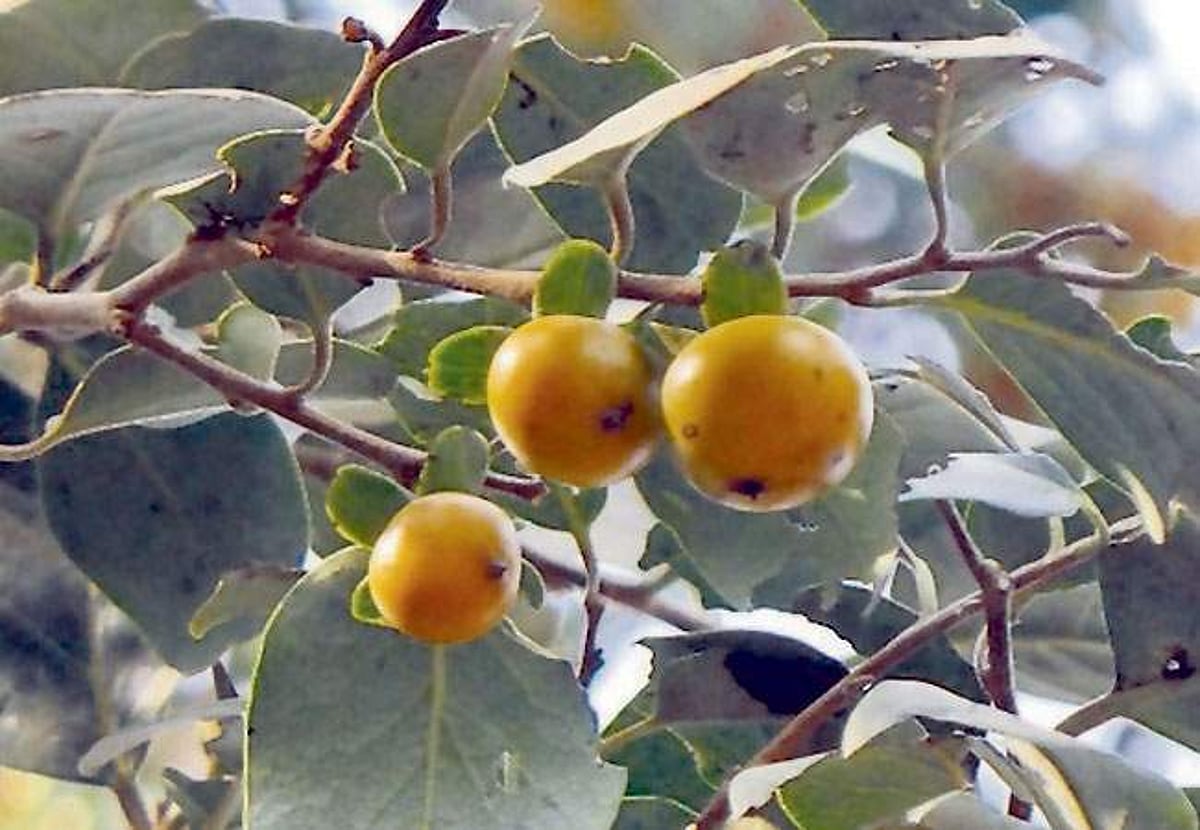 மரங்களின் வரங்கள்!: காசில்லா வைத்தியம்! - காரை மரம்!