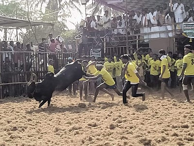 தஞ்சாவூர் பூக்கொல்லையில் ஜல்லிக்கட்டு: துள்ளிக் குதித்த காளையின் கால்கள் முறிவு