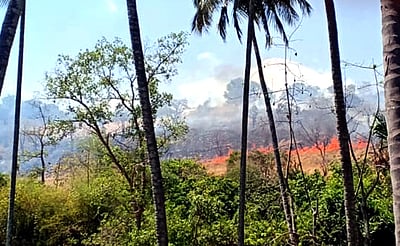 கோடைக்காலம் தொடங்கியது! வனப்பகுதியில் காட்டுத் தீ ஏற்பட வாய்ப்பு!