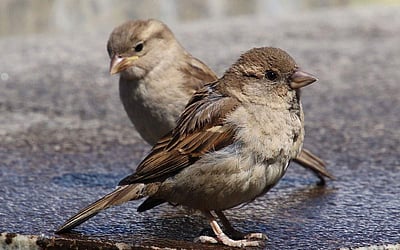 அருகிவரும் சிட்டுக்குருவிகளைக் காக்கச் செயற்கைக் கூடுகள்
