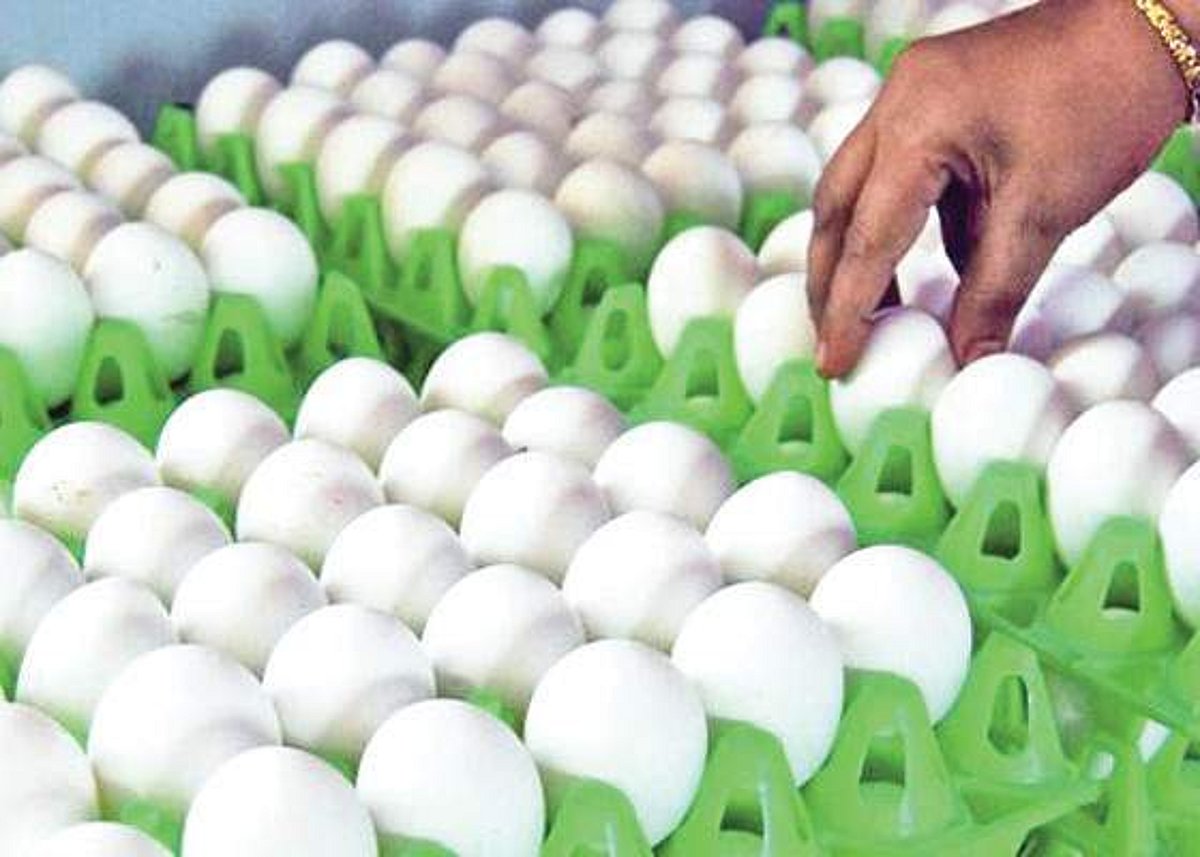 முடங்கிய முட்டை விற்பனை