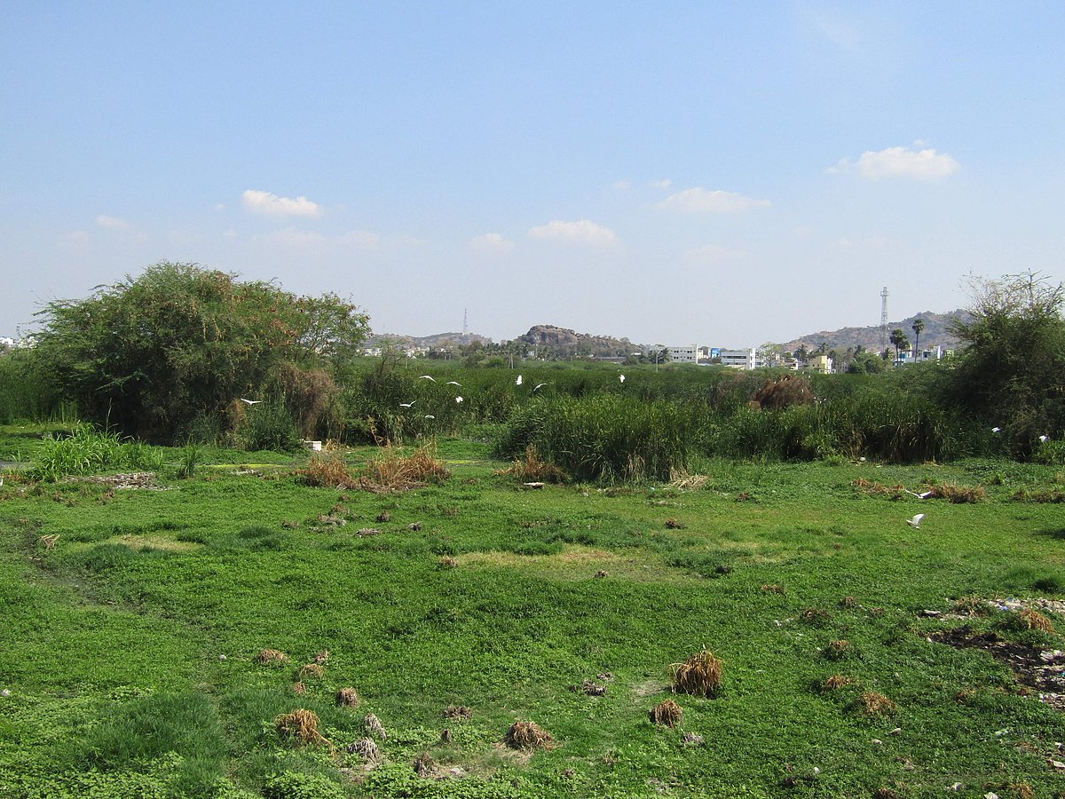 கழிவுகளின் தொட்டியாகும் நாமக்கல் கொசவம்பட்டி ஏரி