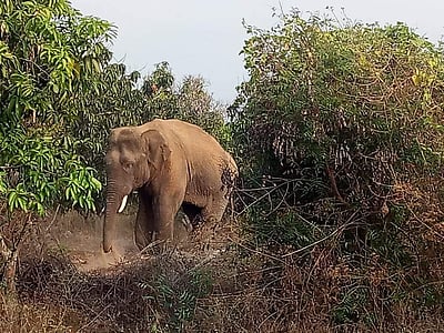 கிருஷ்ணகிரி அருகே மாந்தோப்பில் சுற்றித் திரியும் ஒற்றை யானை