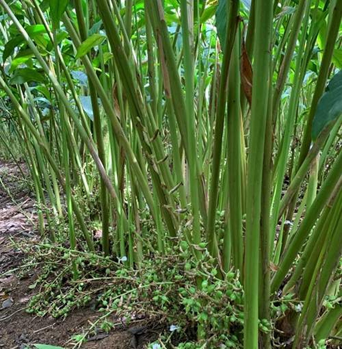 கேரளத்தில் தமிழக தோட்டத் தொழிலாளர்களுக்குச் சிக்கல்!