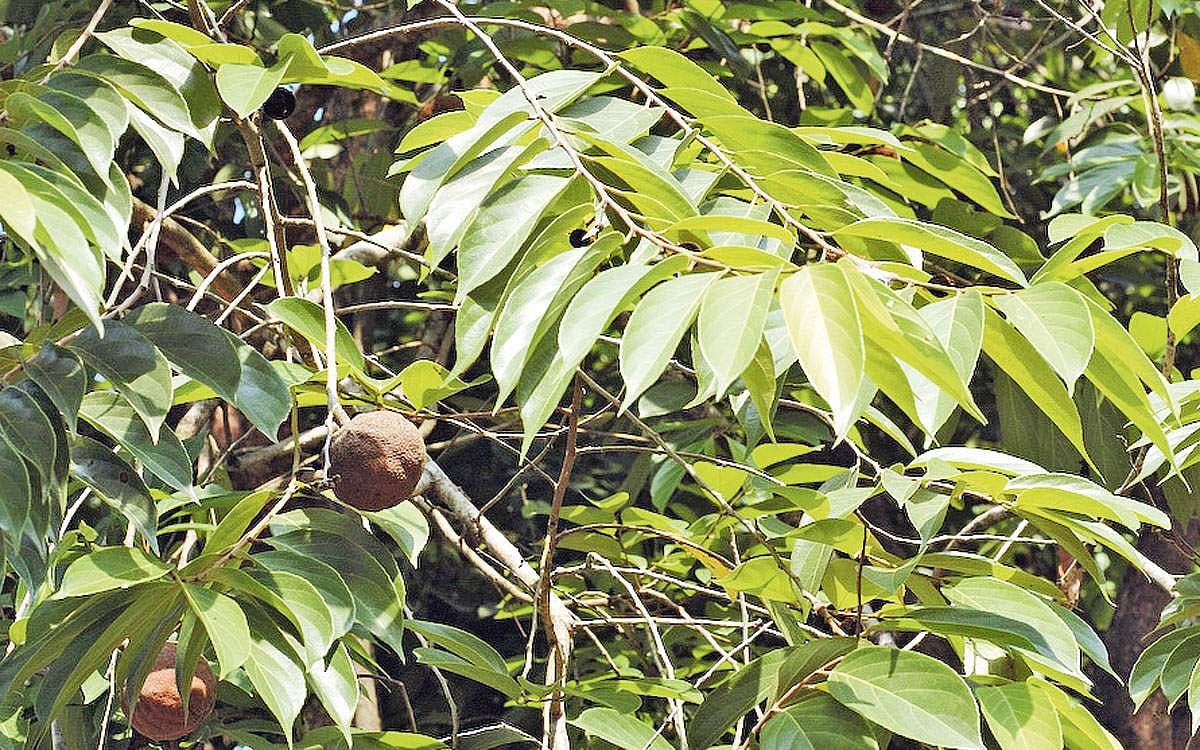 மரங்களின் வரங்கள்!