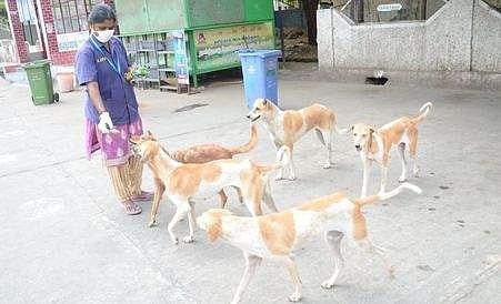 ஊரடங்கால் உணவின்றி தவிக்கும் தெருவோர நாய்கள்
