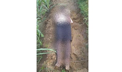 மின்வேலியில் சிக்கி இளைஞர் பலி: பள்ளிகொண்டா போலீசார் விசாரணை