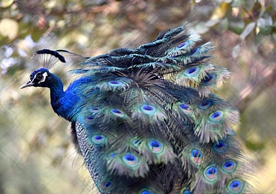 கிண்டி சிறுவர் பூங்காவில் தோகை விரித்து ஆடிய மயில்