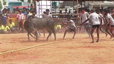 மணப்பாறையில் வடமாடு மஞ்சு விரட்டு விழா