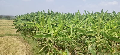 வாழை, கத்தரி, வெண்டை சாகுபடி: விவசாயிகளுக்கு ஆலோசனை