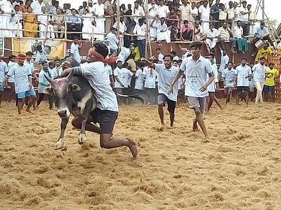 தஞ்சாவூர் மனோஜிபட்டியில் ஜல்லிக்கட்டு தொடக்கம்